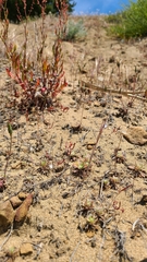 Chorizanthe cuspidata cuspidata