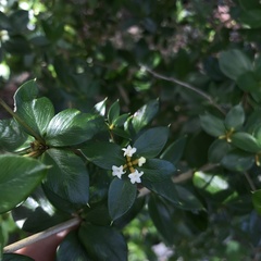 Alyxia magnifolia