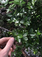 Alyxia magnifolia