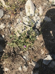 Mirabilis elegans