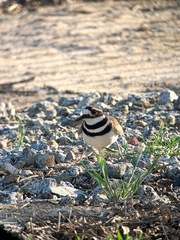 Charadrius vociferus
