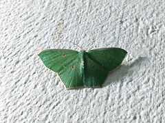 Cyclothea disjuncta