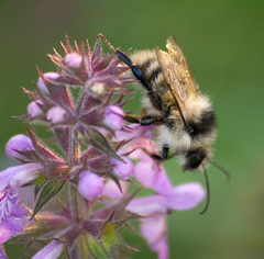 Bombus deuteronymus