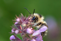 Bombus deuteronymus