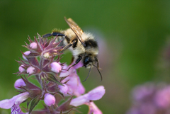 Bombus deuteronymus