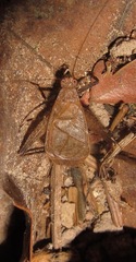 Lerneca inalata