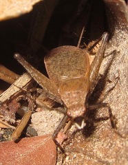 Lerneca inalata