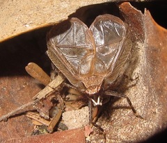 Lerneca inalata
