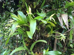 Maxillaria chimalapana
