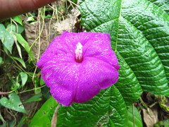 Ipomoea dumosa