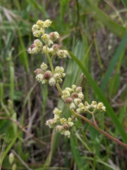 Heuchera pilosissima