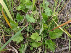 Heuchera pilosissima