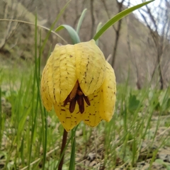 Fritillaria collina
