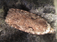 Agonopterix l-nigrum
