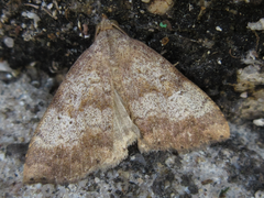 Scedopla diffusa