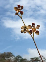 Encyclia diota