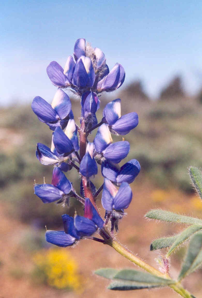 Lupinus saxosus