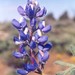 Rock Lupine - Photo (c) mhays, some rights reserved (CC BY-NC), uploaded by mhays
