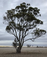 Eucalyptus microcarpa
