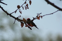 Pyrocephalus rubinus