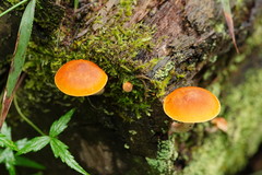 Gymnopilus allantopus