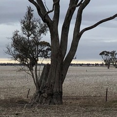 Eucalyptus microcarpa