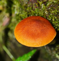 Gymnopilus allantopus