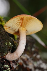 Gymnopilus allantopus