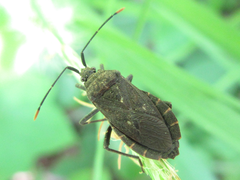 Hygia lativentris