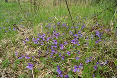 Viola uliginosa
