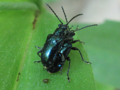 Lema concinnipennis