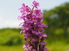 Platanthera grandiflora