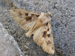 Clavipalpula aurariae