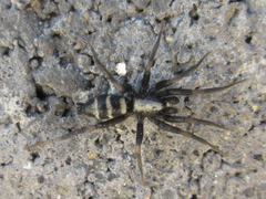 Sernokorba pallidipatellis