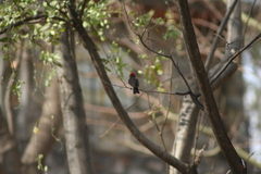 Pyrocephalus rubinus