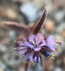 Phacelia quickii
