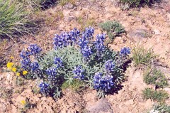 Lupinus saxosus
