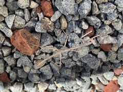 Archimantis quinquelobata