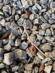 Archimantis quinquelobata