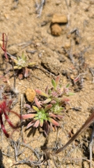 Chorizanthe cuspidata cuspidata