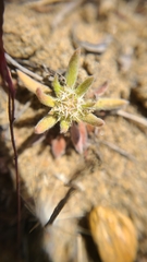 Chorizanthe cuspidata cuspidata