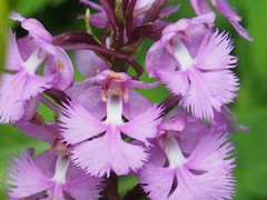Platanthera grandiflora