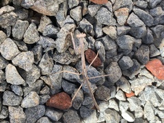 Archimantis quinquelobata