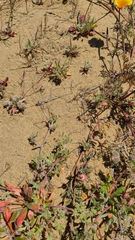 Chorizanthe cuspidata cuspidata