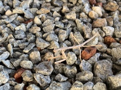 Archimantis quinquelobata