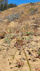 Chorizanthe cuspidata cuspidata