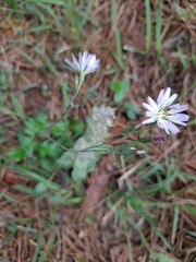 Ixeris strigosa