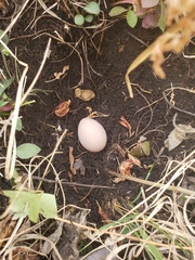 Tympanuchus phasianellus