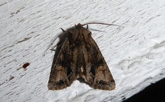 Ichneutica skelloni