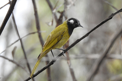 Nesoptilotis leucotis novaenorciae